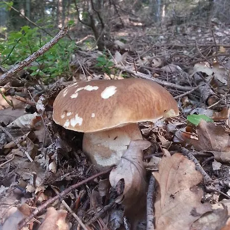 Bauernhof Turisticna Kmetija Grasic - Gradisnik Hočko Pohorje